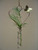 Heart hanging tube plant rooting Twister with plant cuttings