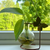 tabletop hanging plant propagation rooter vase with  plants on windowsill