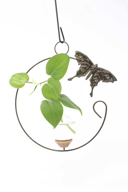 Butterfly Hanging Plant Propagation Rooter Vase with wondering plant in vase