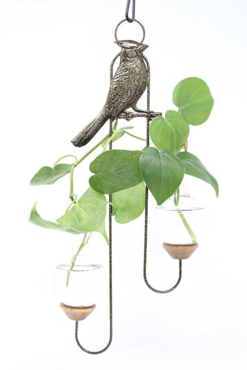 Cardinal double hanging glass rooting vase with gold vein finish and two pothos cuttings