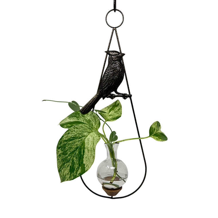 Cardinal perched on handcrafted gold vein teardrop hanging rooting vase with pothos plant in water