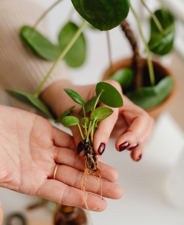 Pothos, one of the best propagating plants