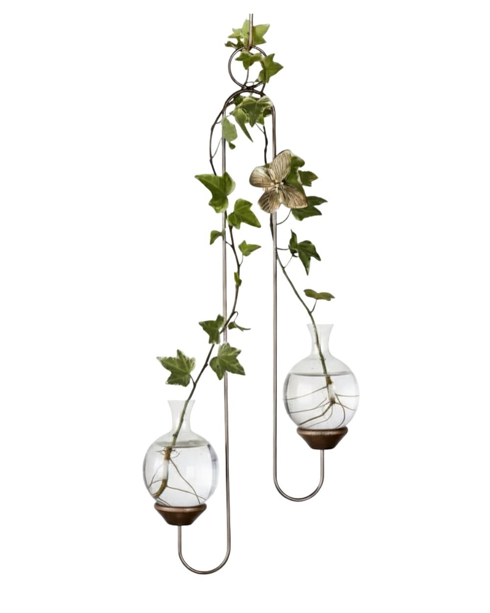 Handcrafted double hanging propagation vase with two glass vessels and ivy plant cutting trailing along the hanger