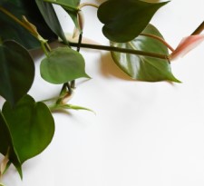 Pothos, one of the best propagating plants