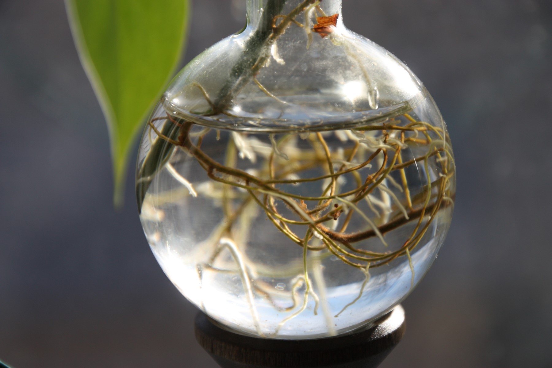 Plant Propagation With Water The Brass Butterfly