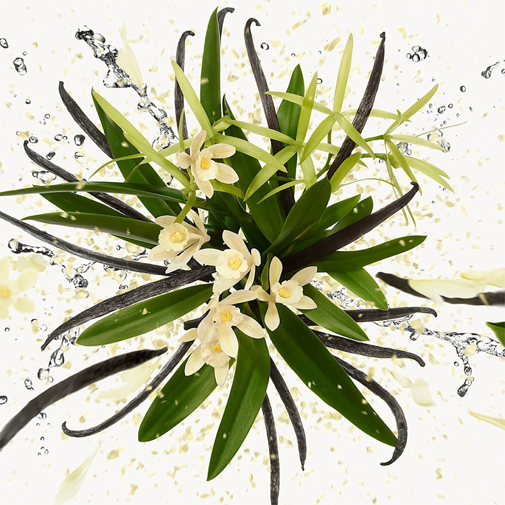 Flora Gorgeous Orchid - 6445057 - Milano Malpensa Boutique