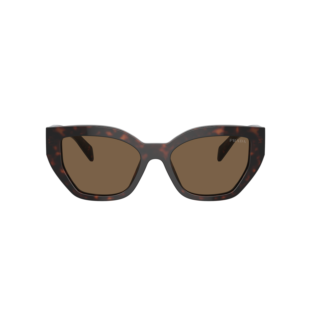 Brown Briar Tortoise