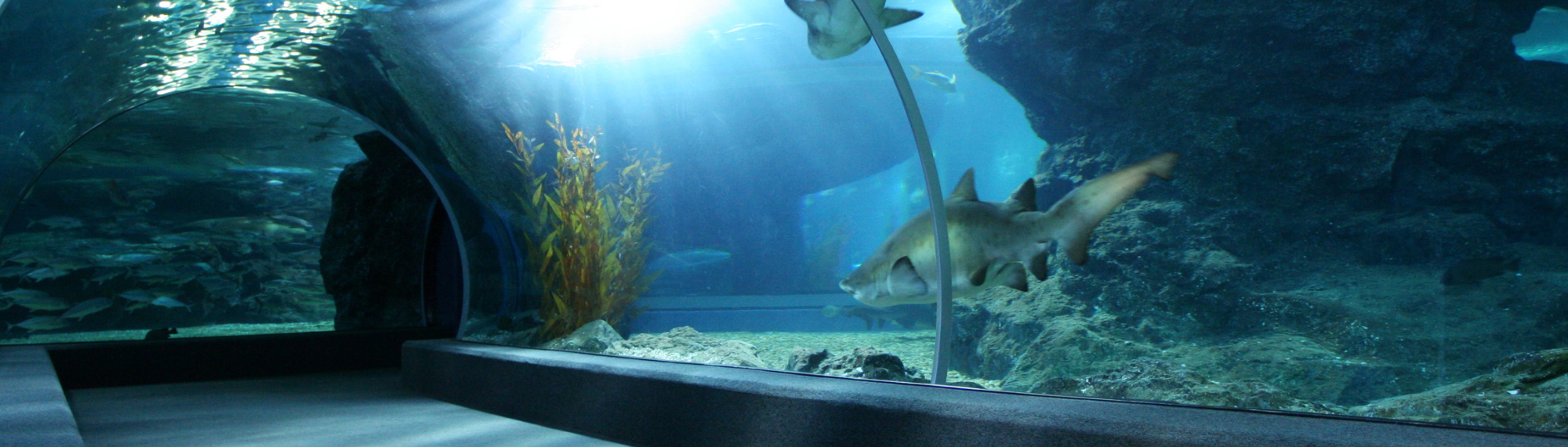 large scale aquaculture environment