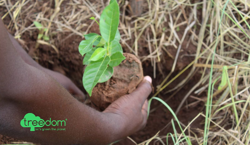 The Northwave Forest starts breathing with the Treedom Project