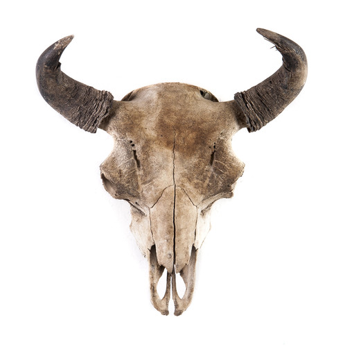 Naturally Distressed Bison Skull Naturally Distressed Bison Skull