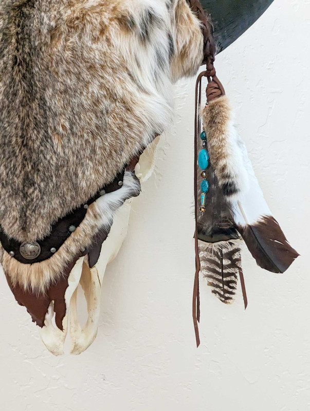 Bobcat Fur Bison Skull - Buffalo Collection