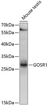GOSR1 Polyclonal Antibody (AGEL3802) Product Image