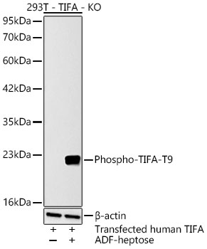 Phospho-TIFA-T9 Polyclonal Antibody Product Image