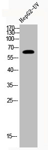 Immunohistochemistry(IHC) 1- BTNL2 Antibody