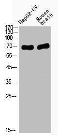 IHC image