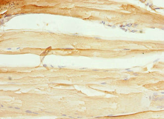 Rabbit anti-Homo sapiens (Human) CXXC4 Polyclonal antibody (PACO44756)