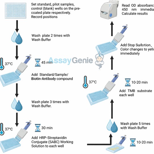 Assay Procedure