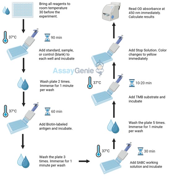 Assay Procedure