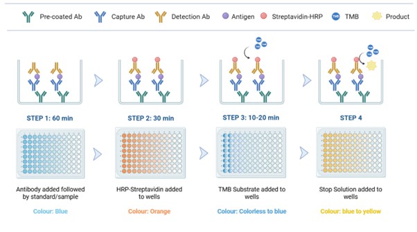 Assay Procedure