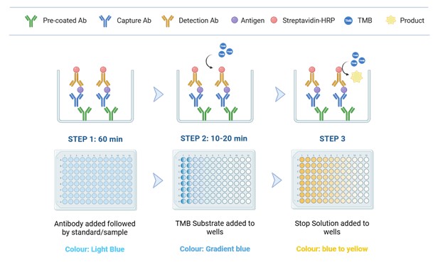 Assay Procedure