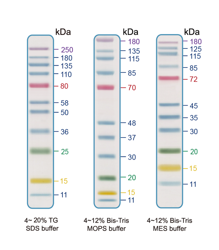 5-Color Prestained Protein Ladder (11-250 kDa)