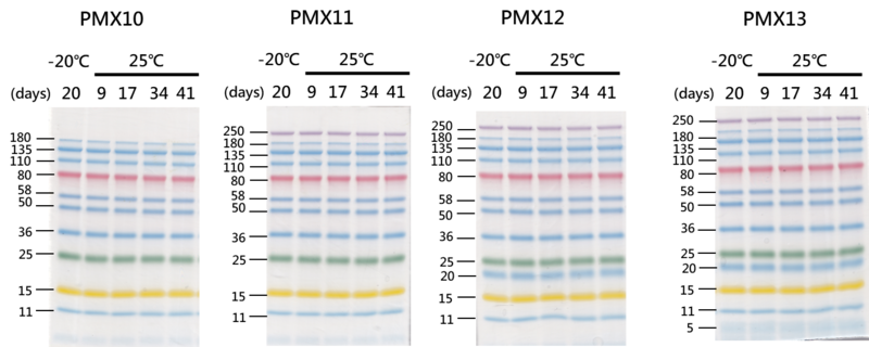 5-Color Prestained Protein Ladder (11-250 kDa) Performance