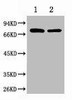 Anti-HSPA1L Antibody MACO0016