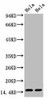 Anti-Tri-methyl-Histone H3K36 Antibody MACO0062