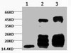 Anti-Di-methyl-Histone H3K27 Antibody MACO0073
