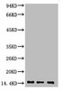 Anti-Di-methyl-Histone H3K9 Antibody MACO0078