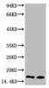 Anti-Mono-Methyl-Histone H3K9 Antibody MACO0080