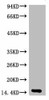 Anti-Histone H3 Antibody MACO0089