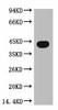 Anti-ACTB Antibody MACO0090