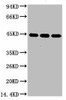 Anti-ACTB Antibody MACO0098