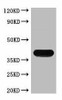 Anti-Strep Tag II Antibody MACO0113
