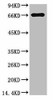 Anti-BSA Antibody MACO0143