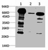 Anti-Ubiquitin Antibody MACO0394