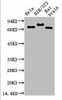 Anti-Ubiquitin Antibody MACO0399