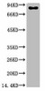 Anti-Luciferase Antibody MACO0404