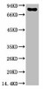 Anti-Luciferase Antibody MACO0405