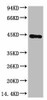 Anti-ACTB Antibody MACO0013