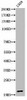 Acetyl-Histone H3 K23 Antibody PACO06048