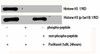 Phospho-Histone H3 S10 Antibody PACO06128