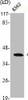 ACTB/POTEKP/ACTG1 Antibody PACO06227