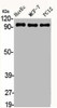 ACTN2/ACTN3 Antibody PACO06231