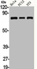 ADD1/ADD2 Antibody PACO06234