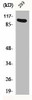 AHR/AHRR Antibody PACO06238