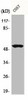 CCNA1/CCNA2 Antibody PACO06389