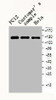 EPHB1/EPHB2 Antibody PACO06466