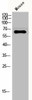 GAD1/GAD2 Antibody PACO06500